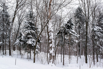 Mont-royal park forest under the snow during winter