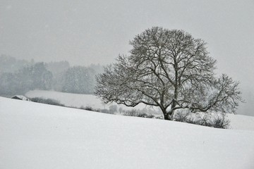 Baum im Nebel