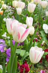 Tulipes blanches et roses