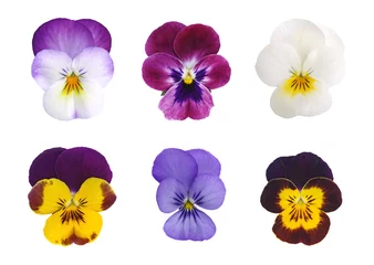 Papier Peint photo Pansies Fleurs de Viola cornuta