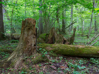 Broken spruce tree trunk moss wrapped