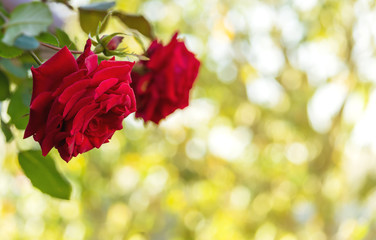 red roses on blurred background