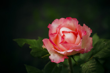 lovely garden pink rose on blurred green background, soft select