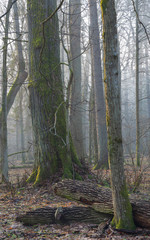 Old trees in natural stand of Bialowieza Forest