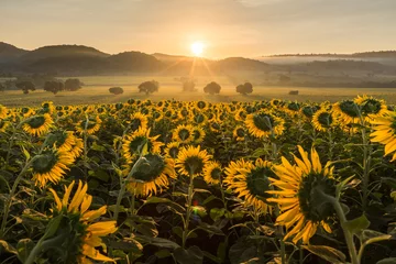 Poster de jardin Tournesol Sunflower plantation at sunrise