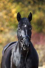 black horse portrait outside with colorful autumn leaves in background