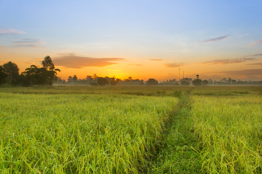 Rice Field in the Morning. © oodfon