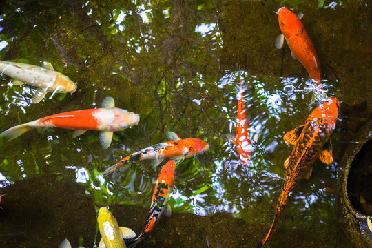 japanese crap fishes in pond