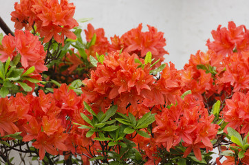 Orange-red blossoms of a rhododendron