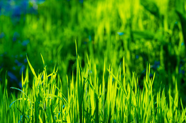 Abstract natural backgrounds with beauty bokeh