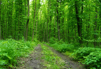 Fototapeta premium Nature background of green forest