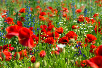 Beautiful poppy field