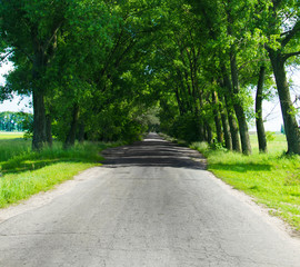 Obraz premium Asphalt road in the deciduous forest.