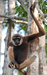 Gibbon sitting on the tree. Indonesia. The island of Kalimantan (Borneo). An excellent illustration.
