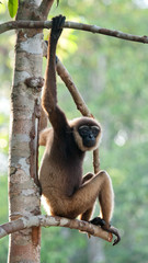Gibbon sitting on the tree. Indonesia. The island of Kalimantan (Borneo). An excellent illustration.