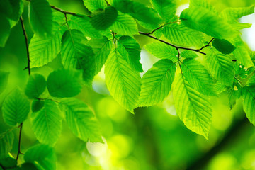 Naklejka na ściany i meble green leaves