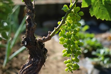 Naturing wine in a vineyard in South Moravia