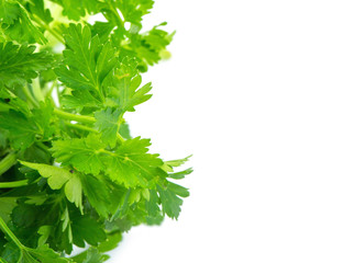 Parsley isolated on white