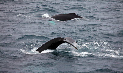 Humpback whales (Megaptera novaeangliae) in Arctic
