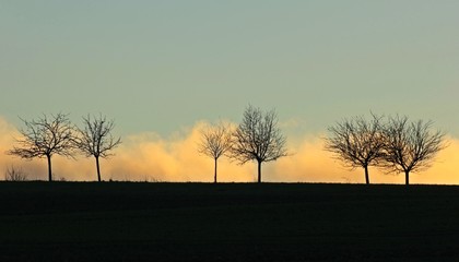 Kahle B&auml;ume im Herbst vor Nebelwand bei Sonnenuntergang 
