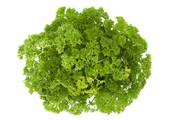 Obraz premium Curly parsley on white