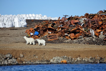 Overleven van ijsberen in het noordpoolgebied - vervuilingsproblemen