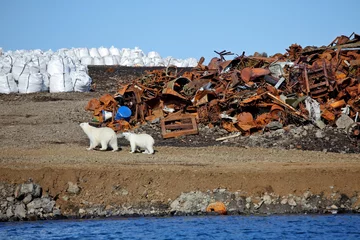 Zelfklevend Fotobehang Ijsbeer Overleven van ijsberen in het noordpoolgebied - vervuilingsproblemen