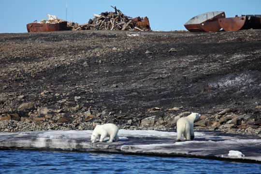 Polar bear survival in Arctic - pollution problems

