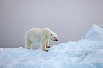 Obraz na płótnie Canvas Polar bear in natural environment 