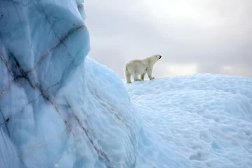 Crédence de cuisine en verre imprimé Ours polaire Ours polaire en milieu naturel