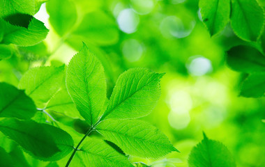 green leaves - 97584479