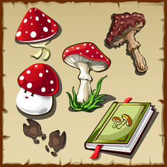 Set of poisonous mushrooms and cookbook