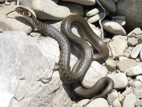 big grass snake lying on the rocks