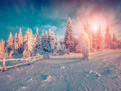 Fototapeta Colorful winter sunrise in the foggy mountain forest