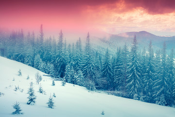 Fototapeta na wymiar Colorful winter sunrise in the foggy mountain forest