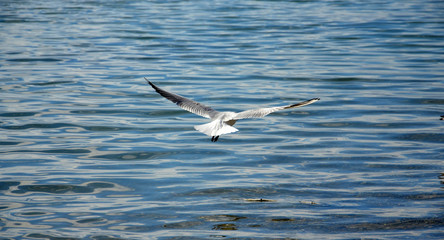 Fototapeta na wymiar seagulls