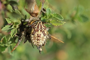 Wanzenlarve (Carpocoris sp.) im letzten (5.) Larvenstadium