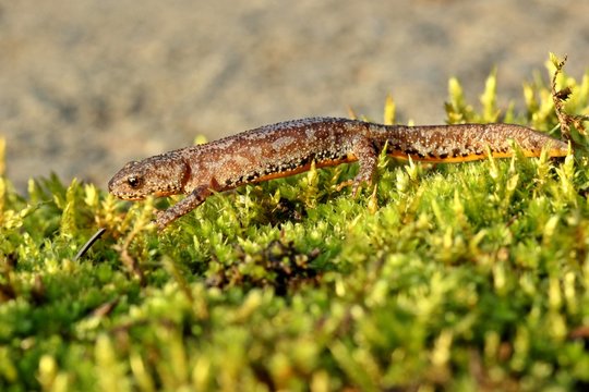 Bergmolch (Ichthyosaura alpestris) in Landtracht

