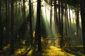 Herbstliches Licht im Wald, Harz