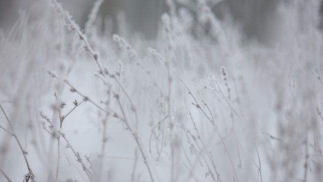 Beautiful winter rime on the branch