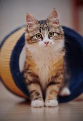 Domestic multi-colored kitten