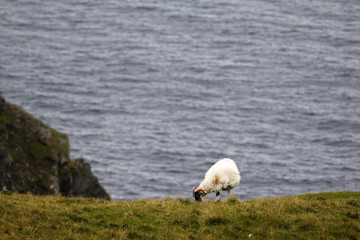 Obraz premium Sheep in the coast of Ireland
