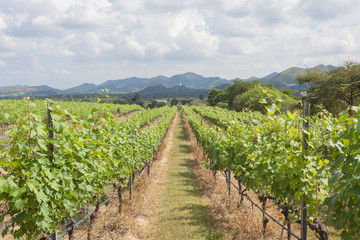 Fototapeta na wymiar Rows of grape trees before harvesting in the Hua Hin vineyard, T