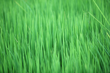 paddy leaf background.
