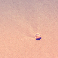 sea shell on the beach sand