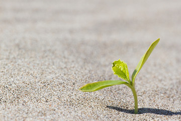 Plant sprouting in the desert . Sprout in the desert.