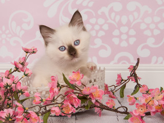 Cute rag doll baby cat with blue eyes facing the camera in a living room setting