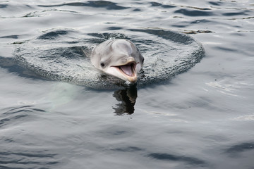 cute smiling dolphin in the water