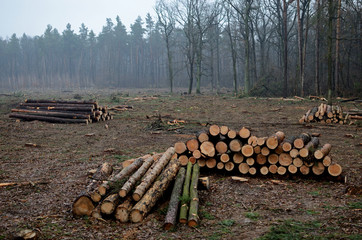 Deforestation