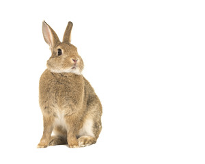 Cute brown rabbit sitting up isolated on a white background